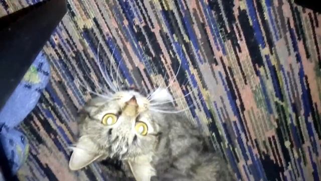 Коты и елка. Кошка лежит на елке. Коты играют под елкой. смотреть онлайн