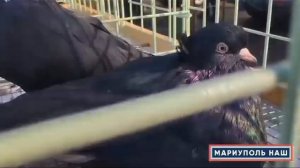 выставка. ярмарка. голубей. город. МАРИУПОЛЬ.