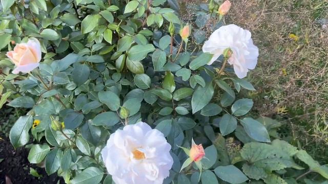 Осеннее цветение роз в Уральском саду ! Ярко , сочно и а