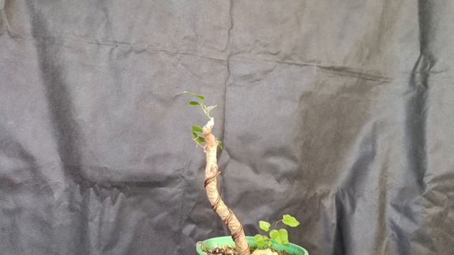 √4 фикус1 бонсай