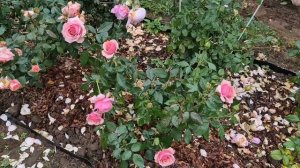 Розы Поэзия и Сурир де Хавр