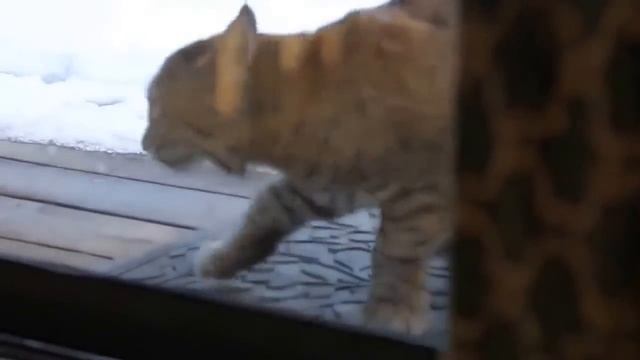 Смешные и прикольные коты. смотреть онлайн