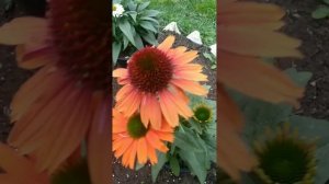 Эхинацеи SunSeekers 🌺 Echinacea SunSeekers