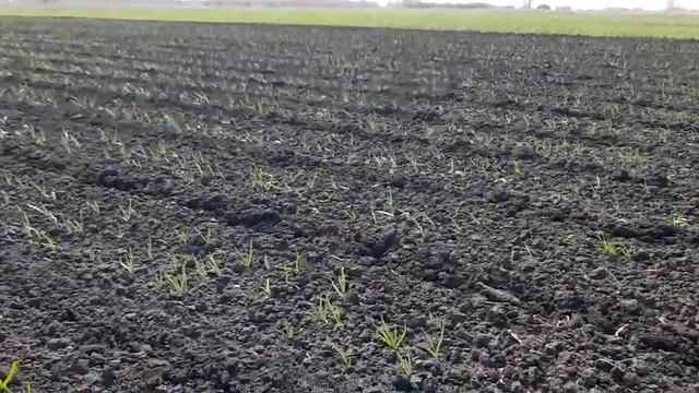 Боронование чеснока. смотреть онлайн