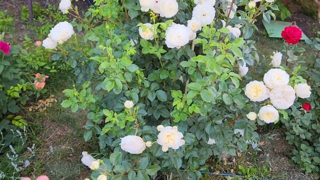 3.06.2024 г. Первоя волна цветения. Августа Луиза,  Лоран К