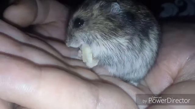 Вкусный сыр | Хомяк ест моцареллу🐹 смотреть онлайн