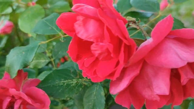 Кровавые цветы 367 серия русская озвучка | Баран в отчая