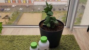 Вянет эустома, сохнут бутоны. Пересадка помогает