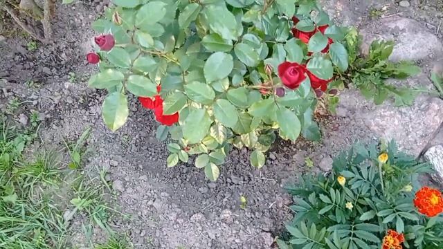 Первая волна цветения роз на исходе. 26.06.2024 г.