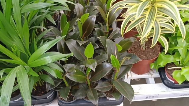 🌿АШАН🌷РАЗОШЕЛСЯ В ЭТОТ РАЗ🌿КРАСИВЫЕ ЦВЕТОЧКИ ПРИВ