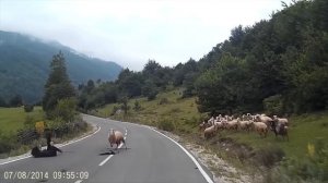 Баран напал на пастуха и увел стадо в лес