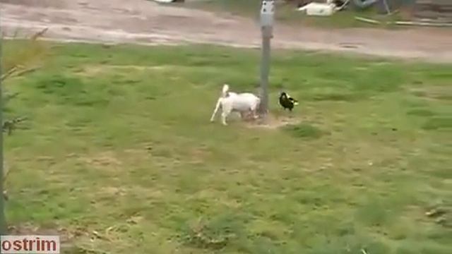 Ворона думает, что она собака смотреть онлайн