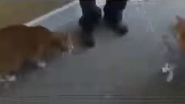 Смешные животные! Котэ и снова котэ! Ржачное видео, юмор, умора, видеоприколы = смотреть онлайн