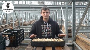 26 Укоренение луковиц тюльпанов