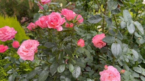 Роза флорибунда Тиклед Пинк (Tickled Pink) Fryer 2006