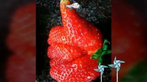 Смешные овощи и фрукты. / Vegetables and fruits of an unusual shape.