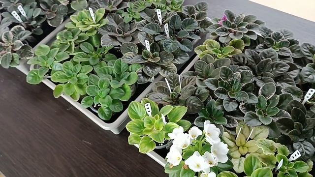 ДЕТКИ ЗАСИДЕЛИСЬ! )