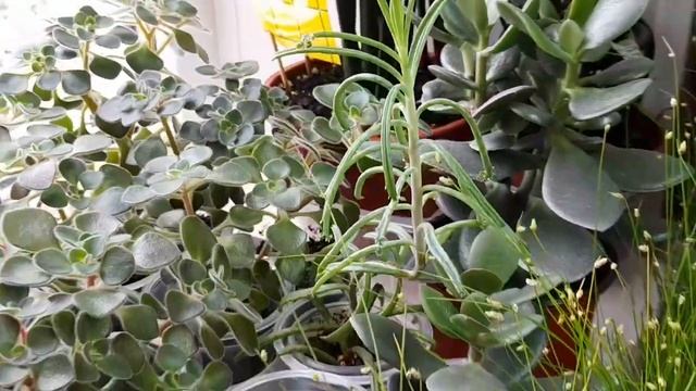 Комнатные цветы Новинки 2025 Обзор