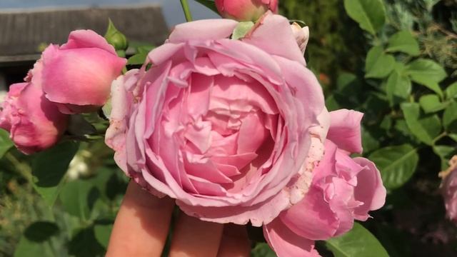 #70  Троянда Спіріт оф Фрідом - красуня з норовом