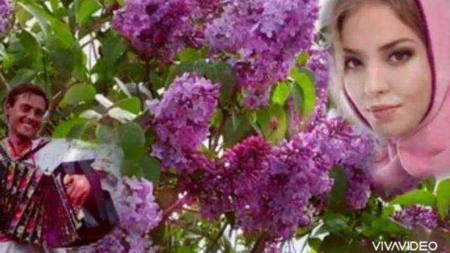 ♥️🌺🌺🌺 Даже в 70 лет вновь сирени букет🌺🌺🌺, как и смотреть онлайн