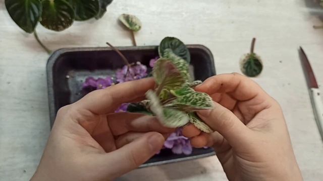 Размножение химерных фиалок. 1 часть. Как срезать фиал?