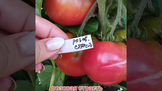 Начинаю снимать томаты на семена . Гном Розовая страст