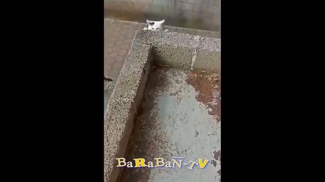 🐈 Коты - тираны! 🐕 Смешное видео с кошками, котятами и собаками! 🐱