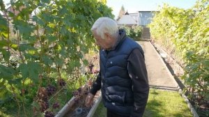 Новинки сортов винограда, которые прошли испытание на