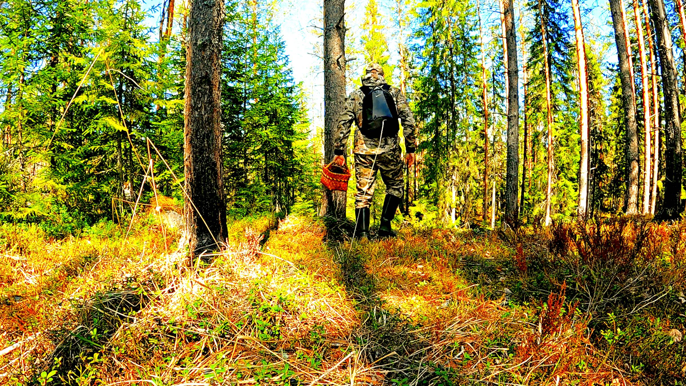 ГРИБНИК ЗАШЕЛ В ЛЕС И ОБАЛДЕЛ! ГРИБ НА ГРИБЕ ТАКОГО НЕ ОЖИДАЛ! ТИХАЯ ОХОТА В МАЕ. ГРИБЫ 2025 смотреть онлайн