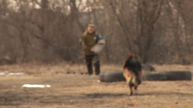 Осторожно, злая собака!
