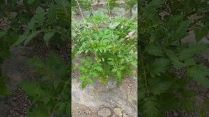 Применение Филлотона, Фолициста и Револта на томате и