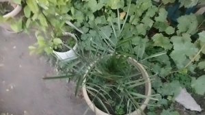 как моя финиковая пальма выросла за лето