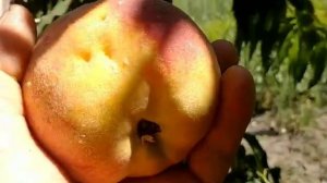 Персик Харроу Даймонд. Peach Harrow Diamond. Смачний, морозості?