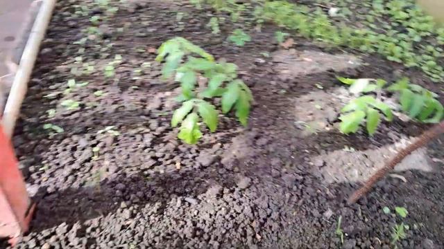 Защита томатов от морозов в теплице. 7,8,9.04 .2025г. смотреть онлайн