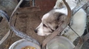 Кашель у собаки
