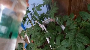 скрутились листья томатов вниз. перекормили  азотом. с