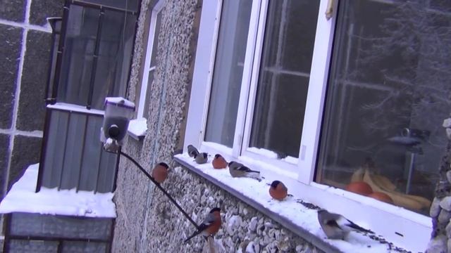 Смешные но гордые птицы за окном 🦜Funny but proud birds outside the window смотреть онлайн