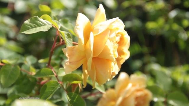 Королева сада - как вырастить лучшие розы