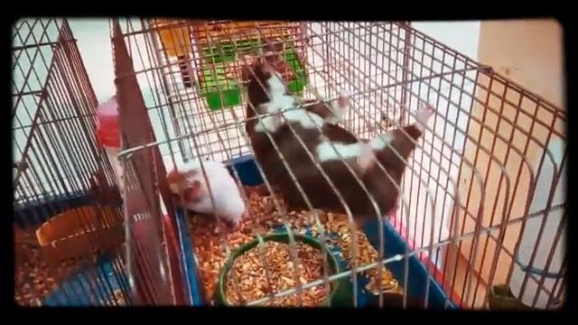 Миссия невыполнима смотреть онлайн
