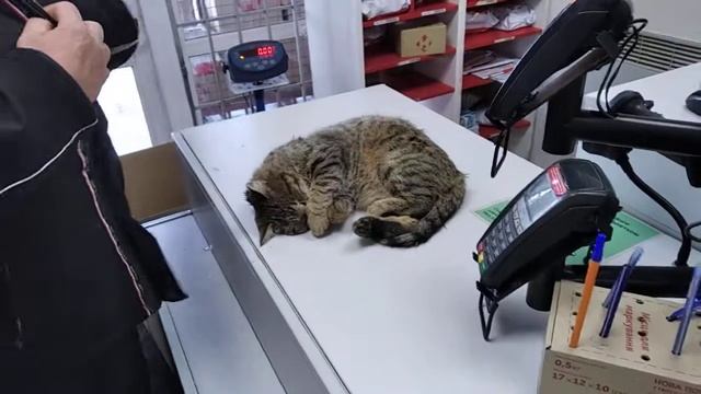 Кот Хатико смотреть онлайн