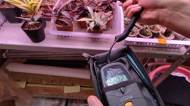 Обзор суккулентов 