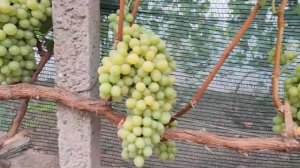 Виноград кишмиш Рататуй