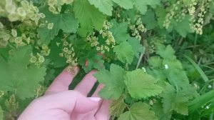 Красные пятна на смородине: спасаем урожай от напасти