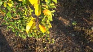 Груша ГЕНЕРАЛ ЛЕКЛЕРК. Съем урожая