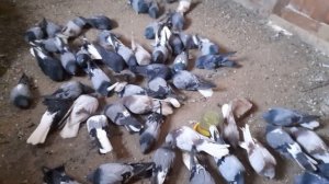 Николаевские голуби,Березниговатское направление.