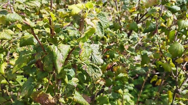 Зеленый Мирчик