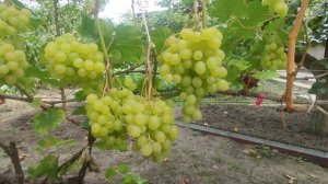 Кишмиш Цимус 2023.