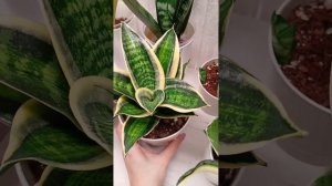 сорта сансевиерий, показываю как они выглядят наглядн