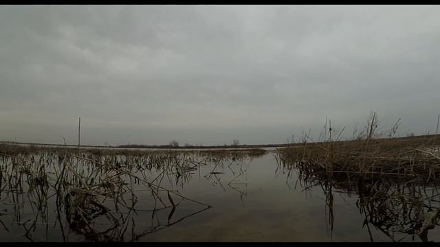 VlogКлип Лягушки