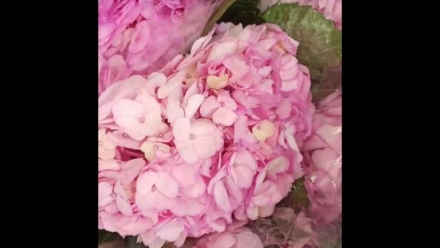 Цветочный сад⚘️ радостный женщина 🥰 дарить женщина? смотреть онлайн